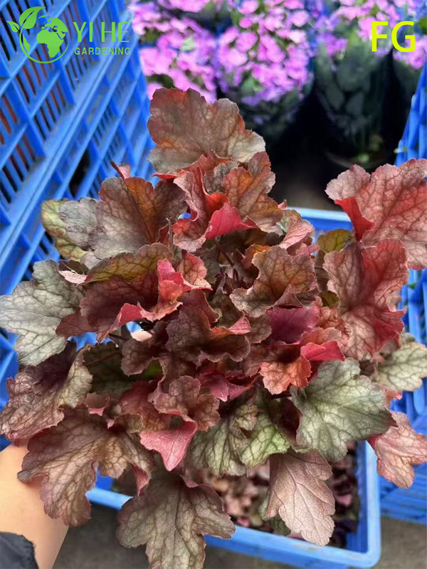 Wholesale Heuchera Potted Plants for Outdoor Shade Garden Colorful Foliage