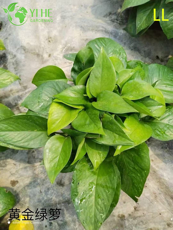 Wholesale Epipremnum Aureum Potted Plants for Indoor Hanging Air-Purifying Decor