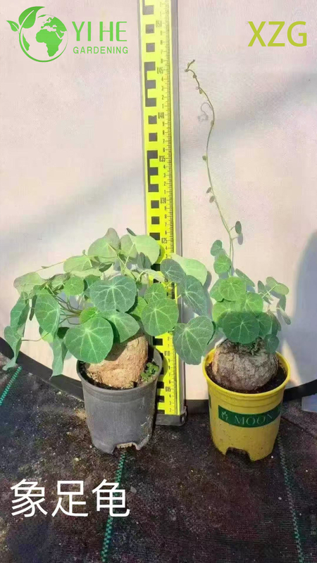 Wholesale Dioscorea Elephantipes Potted Plants for Indoor Succulent Decor & Collection