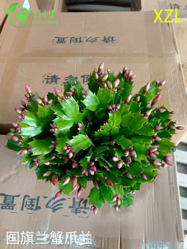 Wholesale Schlumbergera truncata Potted Plants for Indoor Holiday Flowering Decor
