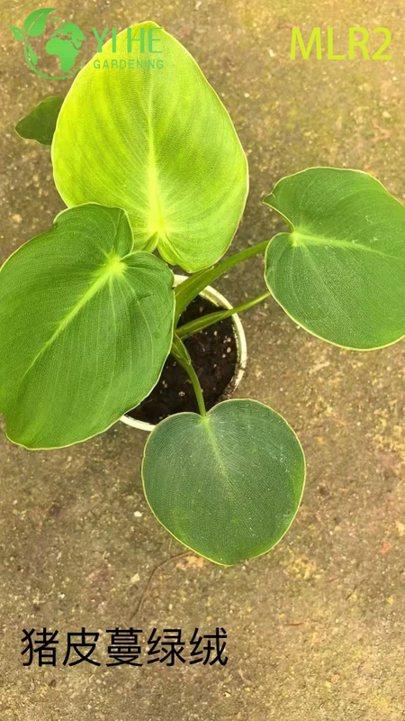 Wholesale Philodendron Plants - Tropical Foliage for Indoor Outdoor Decorative Landscaping