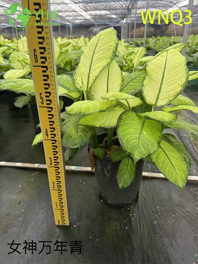 Premium Evergreen Plants for Wholesale - Indoor Outdoor Decorative Tropical Foliage