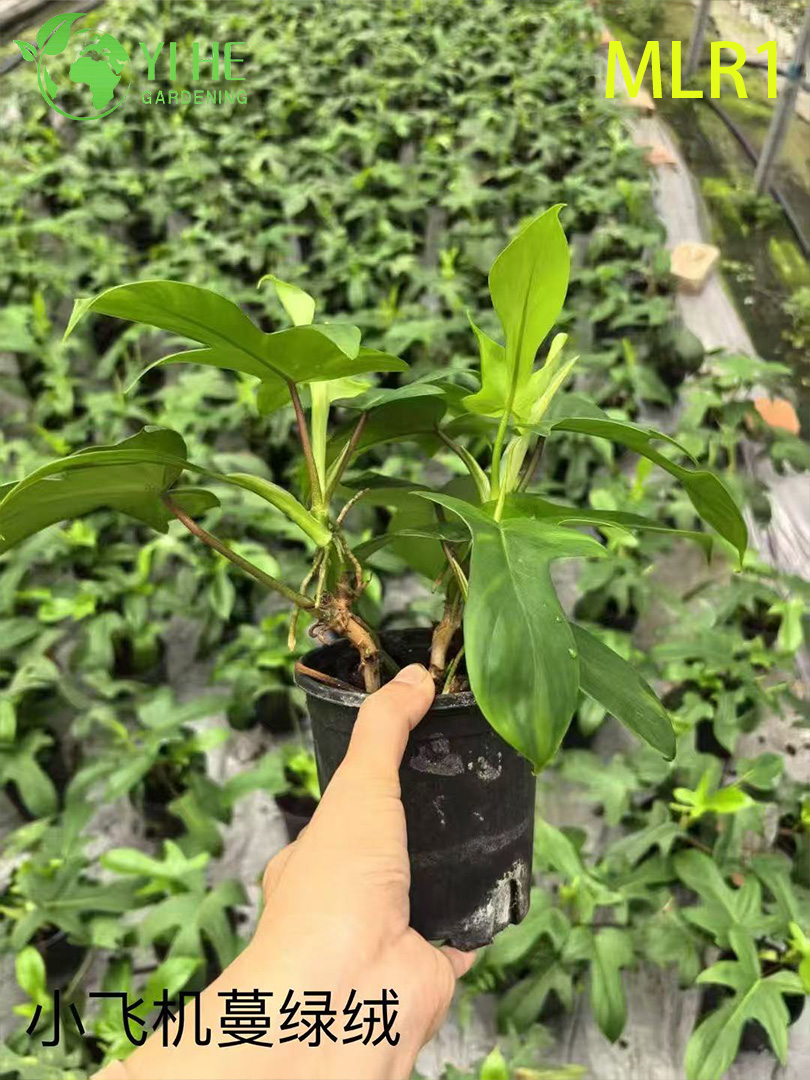 Wholesale Philodendron Selloum Potted Plants for Indoor Tropical Large Foliage Decor