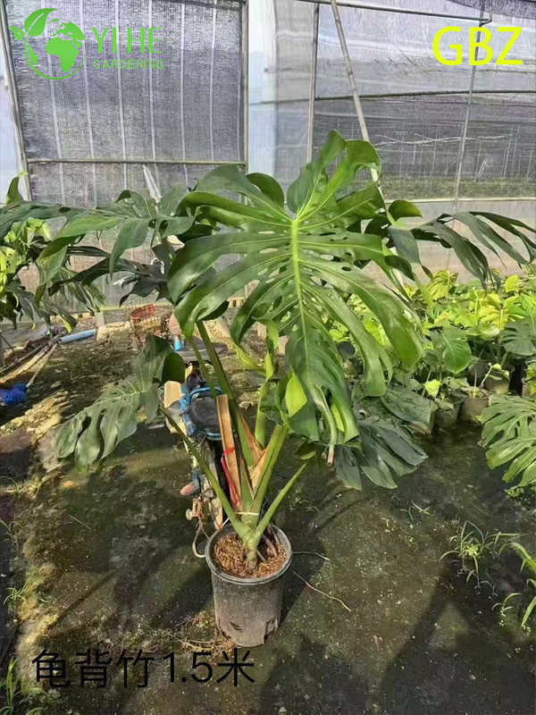 Wholesale Monstera Deliciosa Potted Plants for Indoor Large Foliage Decor