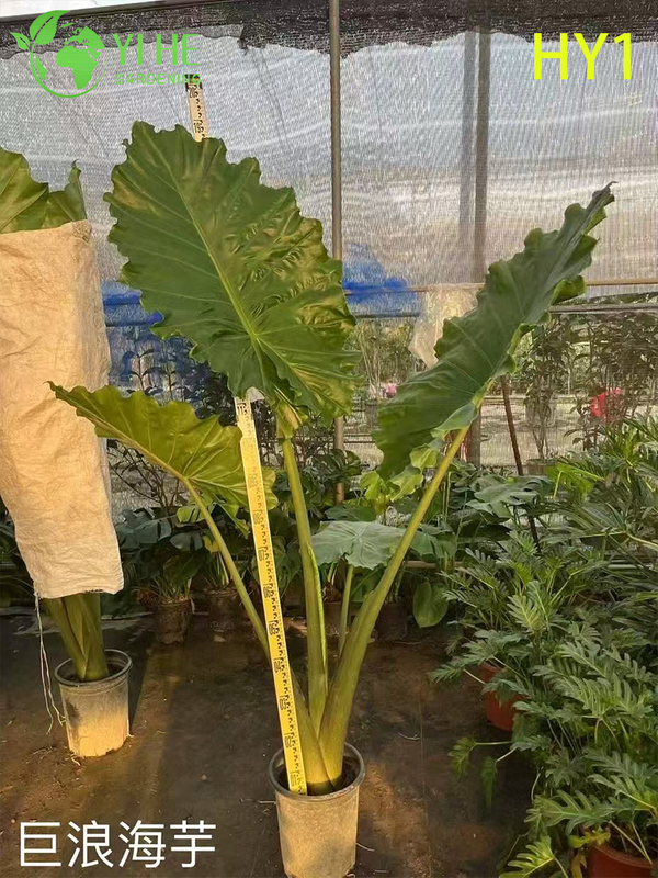 Wholesale Alocasia Potted Plants for Indoor Tropical Large Foliage Decor