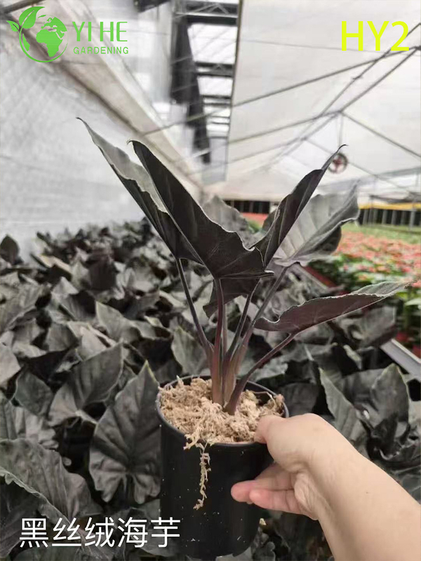 Wholesale Alocasia Plants - Large Foliage Tropical Indoor Outdoor Decor
