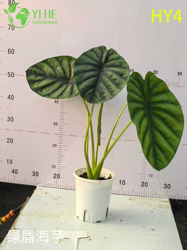 Premium Large-Sized Tropical Alocasia Plants for Wholesale Export