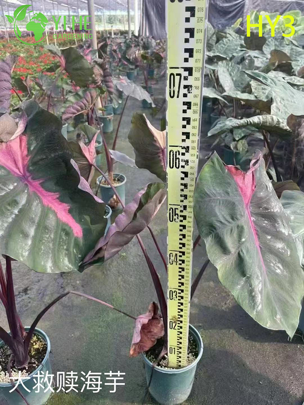 Premium Large - Leaf Alocasia Plants for Wholesale Export Decoration & Landscaping