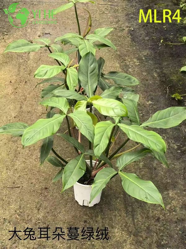 Wholesale Philodendron Plants - Indoor/Outdoor Lush Foliage Decorative Greenery