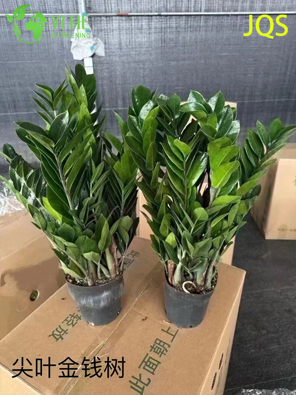 Wholesale Zamioculcas Zamiifolia Potted Plants for Indoor Low-Maintenance Decor