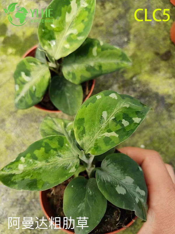 Wholesale Aglaonema Plants - Indoor Decorative Foliage with Vibrant Leaves for Home & Office
