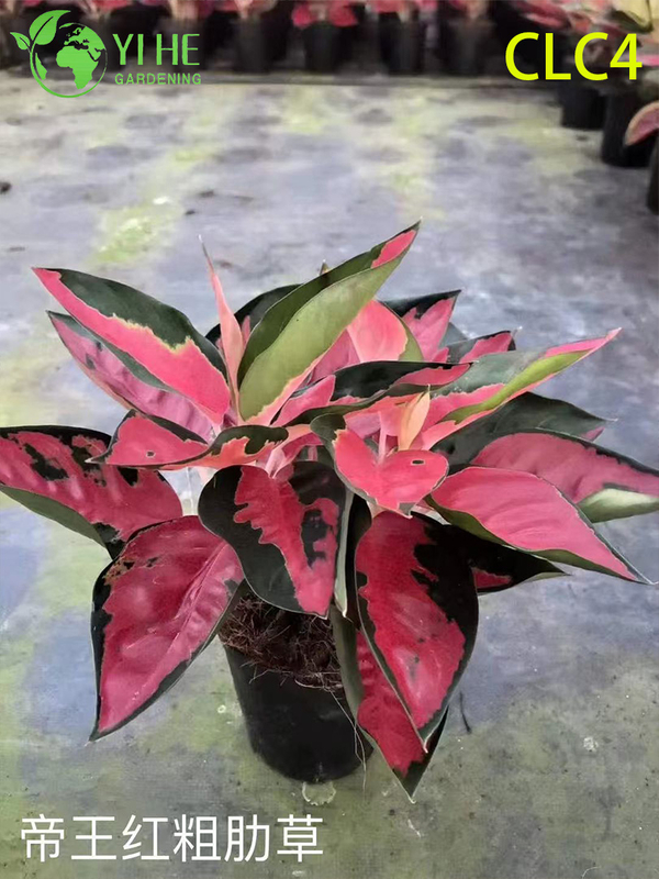 Wholesale Tropical Aglaonema Plants for Indoor Outdoor Decoration