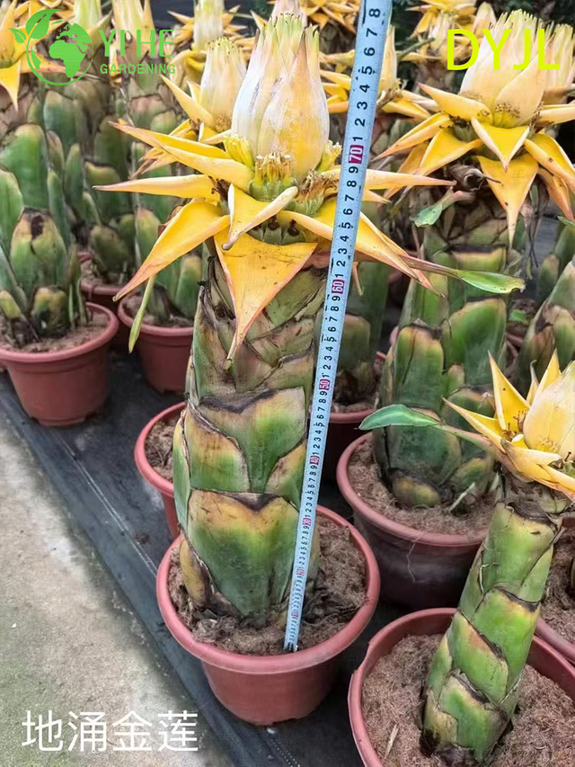 Wholesale Musella Lasiocarpa Potted Plants for Outdoor Tropical Garden Decoration