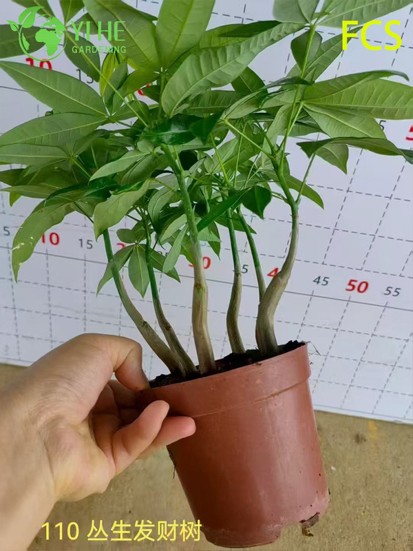 Wholesale Pachira Aquatica Potted Plants for Indoor Office & Home Decor
