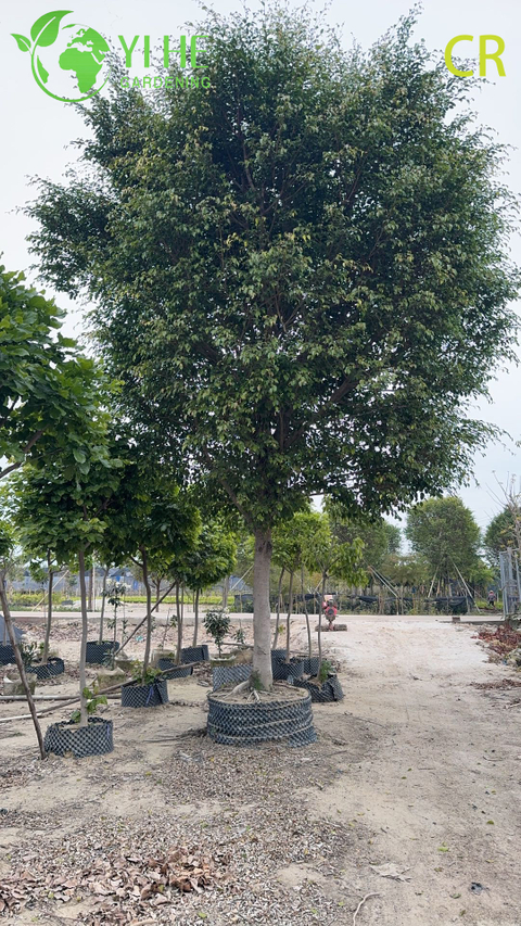 Wholesale Ficus Benjamina - Indoor/Outdoor Hanging