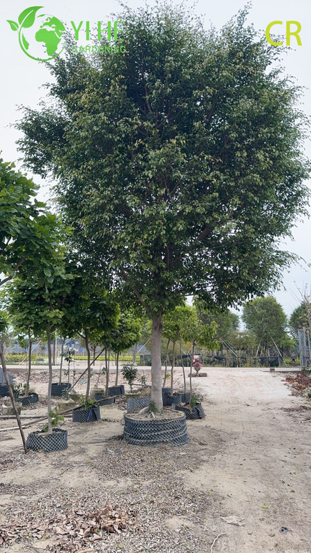 Wholesale Ficus Benjamina - Indoor/Outdoor Hanging