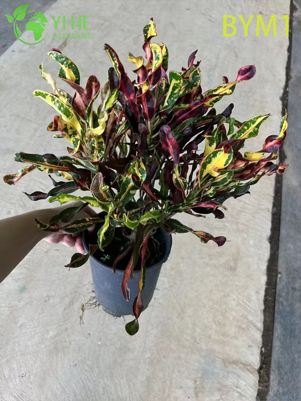 Wholesale Live Colorful Variegated Croton Plant for Indoor Garden Bonsai