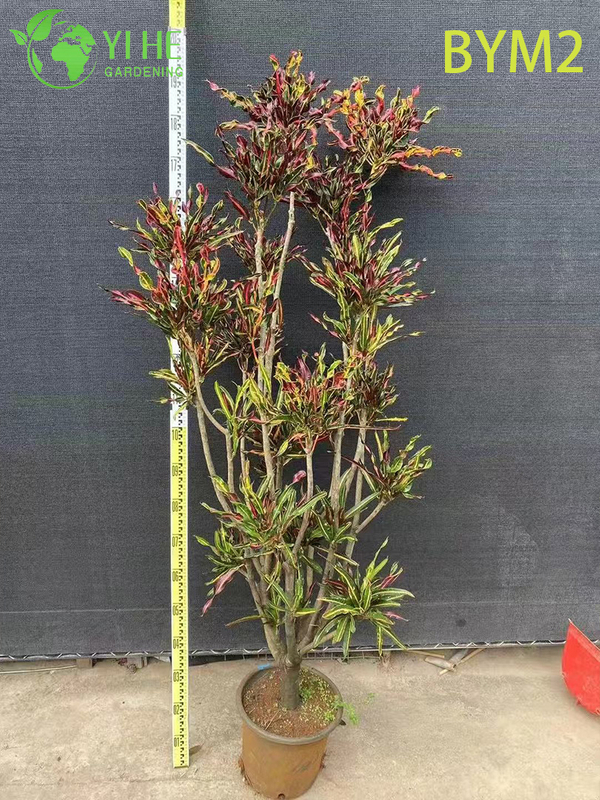 Wholesale Large Croton Standard Tree for Floor and Landscape Decor Bonsai