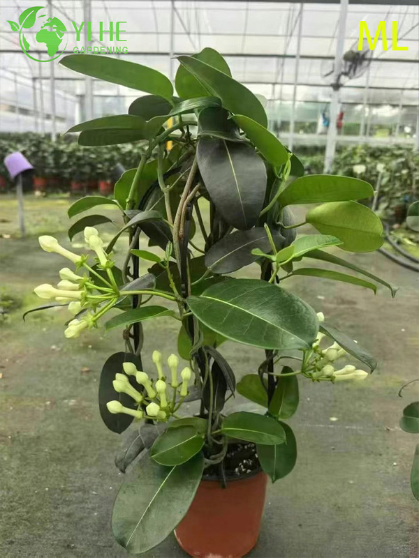 Fragrant Jasminum Sambac Bonsai for Indoor & Outdoor Decor