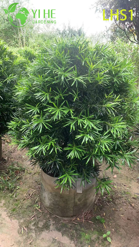 Dense - Foliage Podocarpus Macrophyllus for Garden Ornament Tree