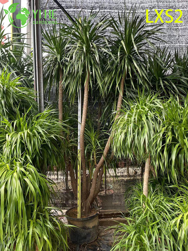 Ornamental Multi - branched Dracaena draco for Interior & Exterior Decor