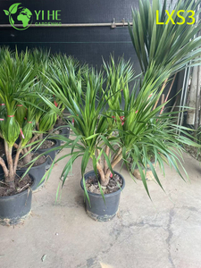 Tall Single - trunk Dracaena draco for Indoor Greenery Decor