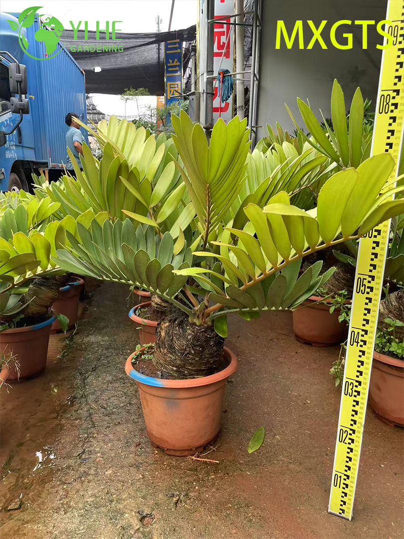 Hardy Zamia Furfuracea Bonsai for Garden Decor