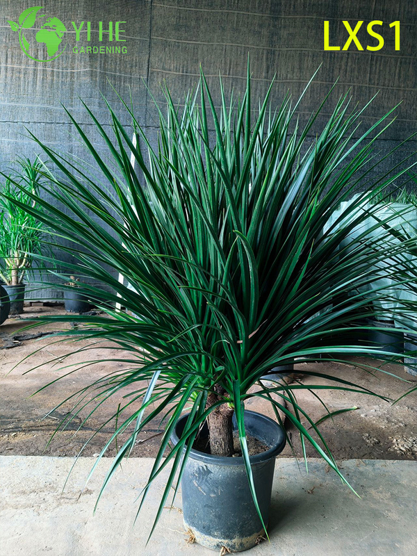 Dracaena draco sempreverde alta per la decorazione di interni ed esterni