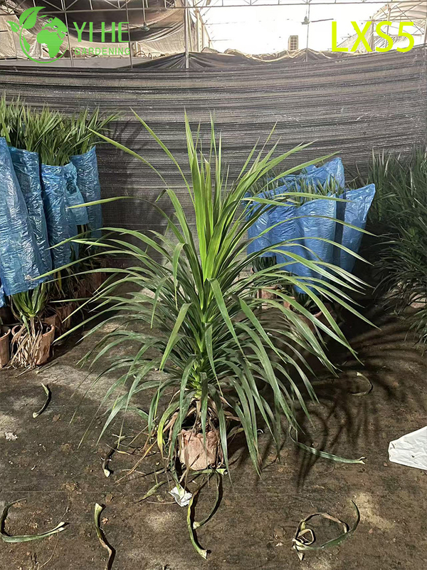 Compact Bushy Dracaena draco for Indoor Green Decor