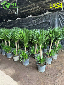 Tall Double - Tiered Dracaena draco for Indoor & Outdoor Decor
