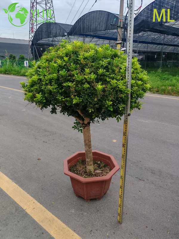 Fragrant Aglaia Odorata Bonsai for Indoor Decor