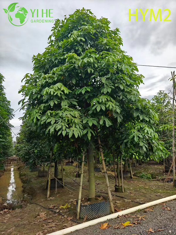 Ornamental Australian Brachychiton acerifolius Flame Tree