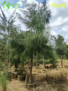 Ornamental Coastal Casuarina equisetifolia Tree