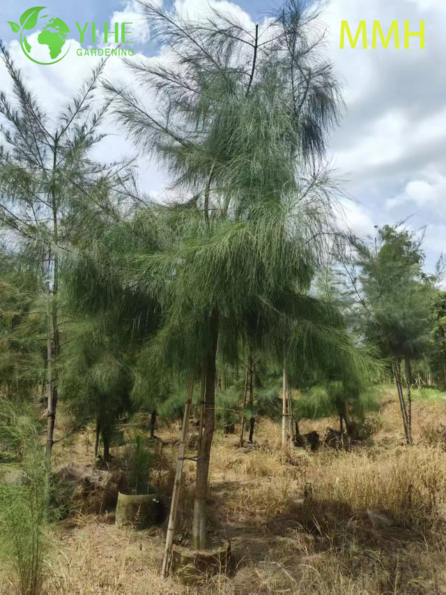 Ornamental Coastal Casuarina equisetifolia Tree