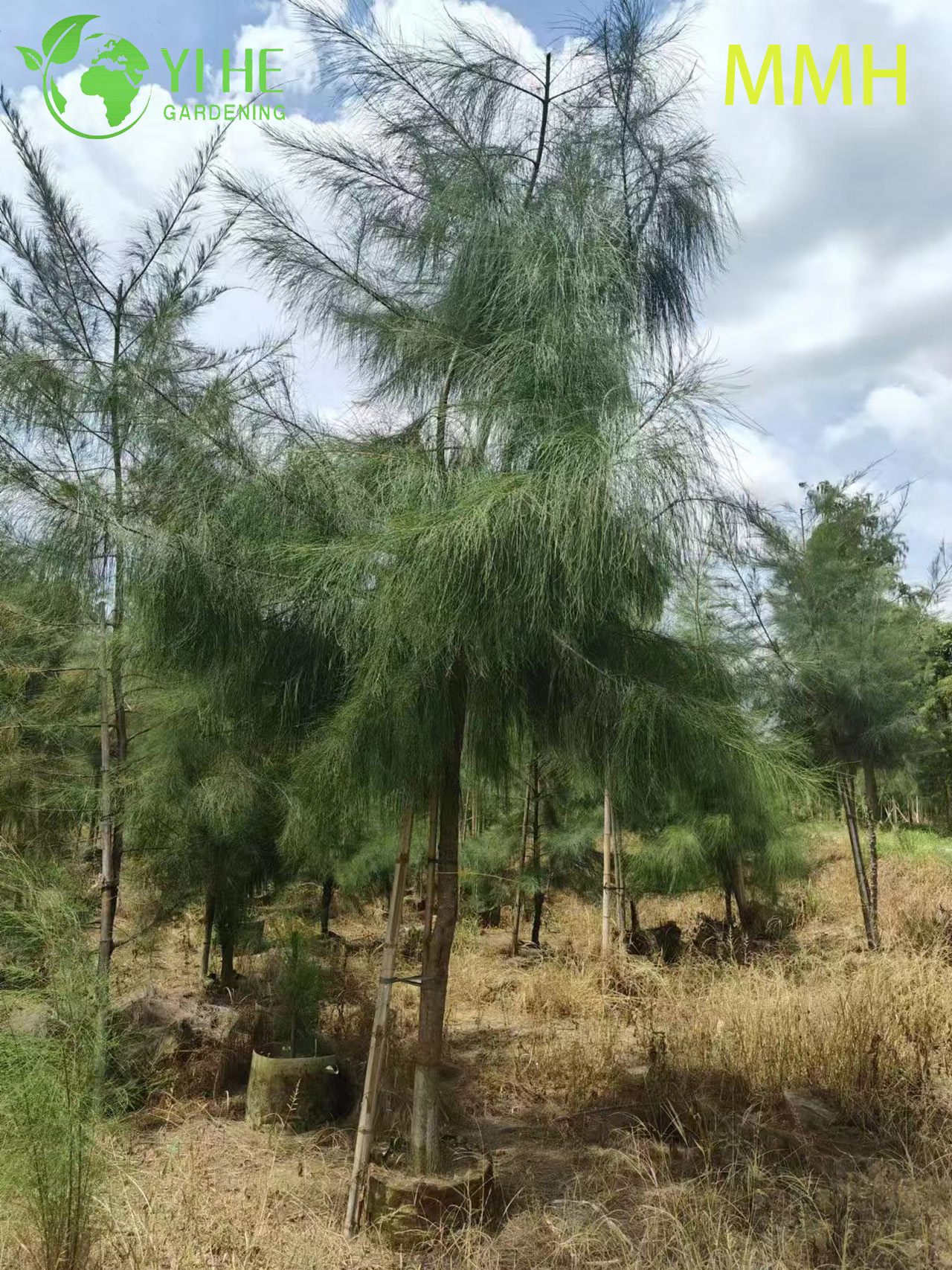 Ornamental Coastal Casuarina equisetifolia Tree