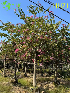 Ornamental Red Bauhinia variegata Tropical Flowering Tree