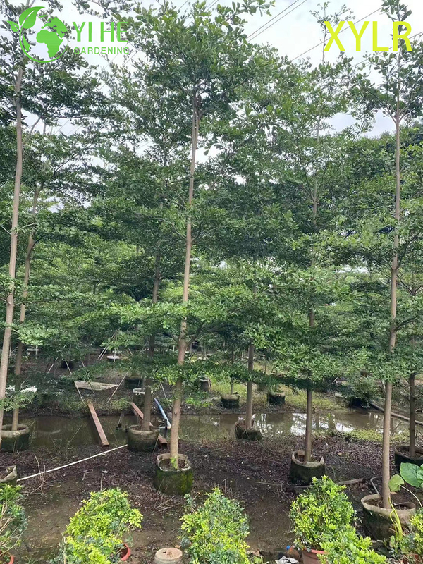 Ornamental Pyramidal Terminalia mantaly Tree