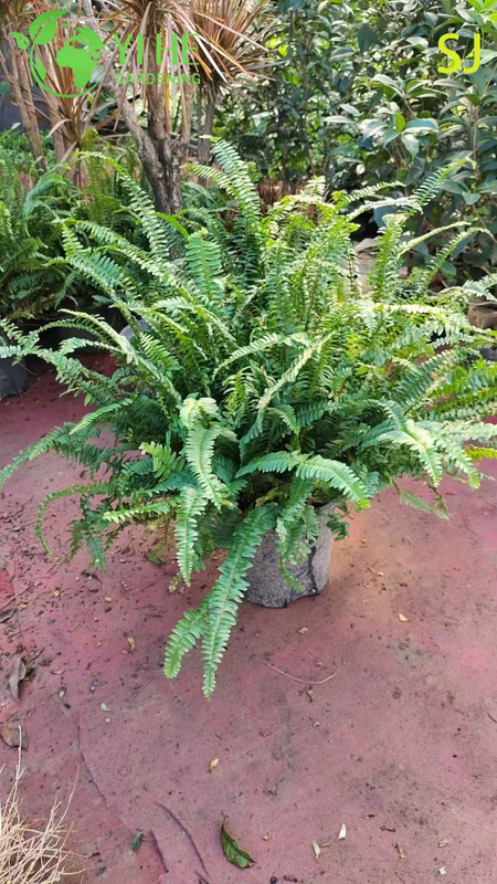 Wholesale Evergreen Ornamental Kidney Fern for Export Plant