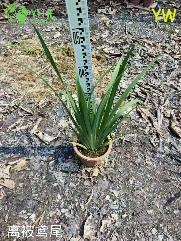 Оптовый экспортный цветок ириса, декоративное многолетнее садовое растение высшего качества