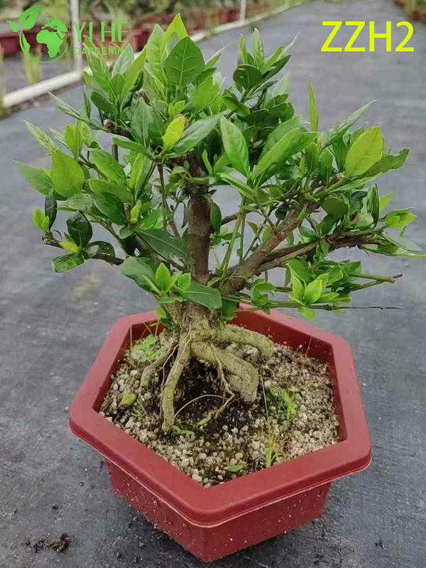 Wholesale Export Indoor Potted Gardenia Jasminoides Ornamental Flowering Plant Small-leaf