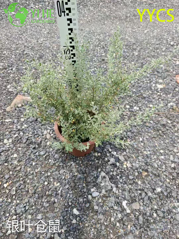 Wholesale Export Silver-Leaf Hamster Plant Ornamental Succulent Premium Quality