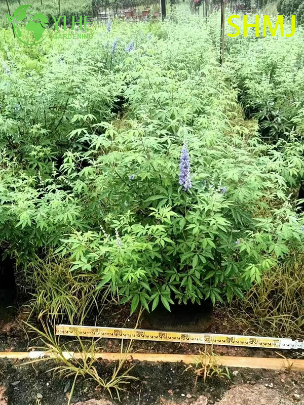 Wholesale Export Vitex Agnus-Castus Ornamental Flowering Shrub Premium Quality