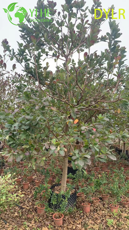 Wholesale Ornamental Terminalia Catappa Tree, Large - Leaf Almond for Garden Landscaping Export