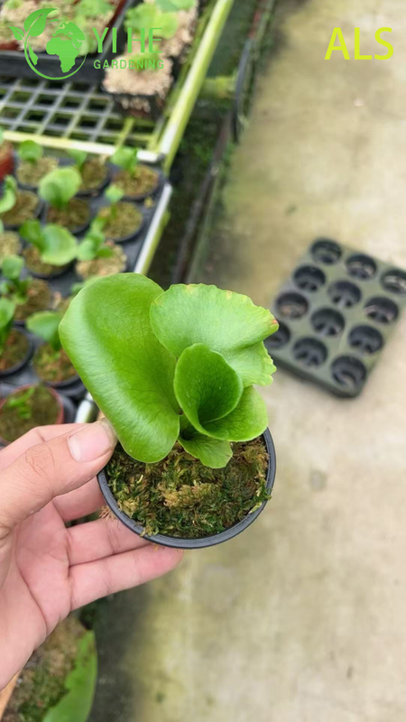 Wholesale Alice Potted Plants for Indoor Outdoor Garden Decoration