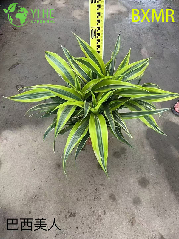 Wholesale Brazilian Beauty Potted Plants for Indoor Outdoor Tropical Decoration