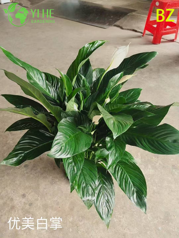 Wholesale White Spathiphyllum Potted Plants for Indoor Air-Purifying Decoration