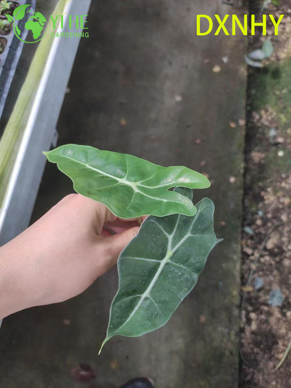 Wholesale Export Giant Fairy Alocasia Seedlings | Tropical Ornamental Foliage Seedlings
