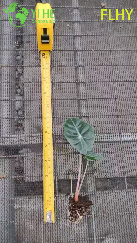 Esportazione all'ingrosso Piantine di Alocasia Pink Dragon | Piantine di fogliame ornamentale tropicale