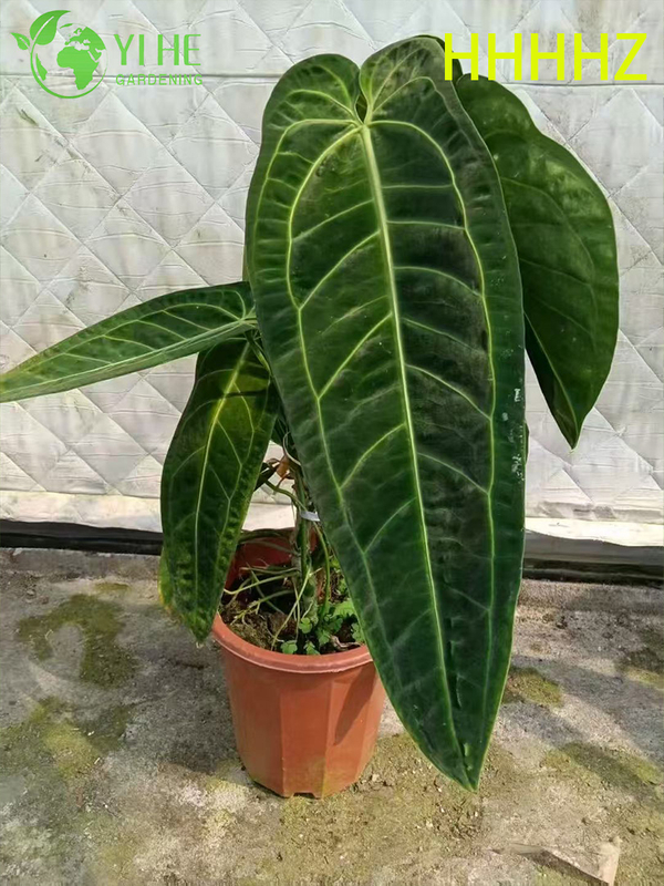 تصدير شتلات فلامنغو الملكة أنثوريوم بالجملة | شتلات أوراق الزينة الاستوائية