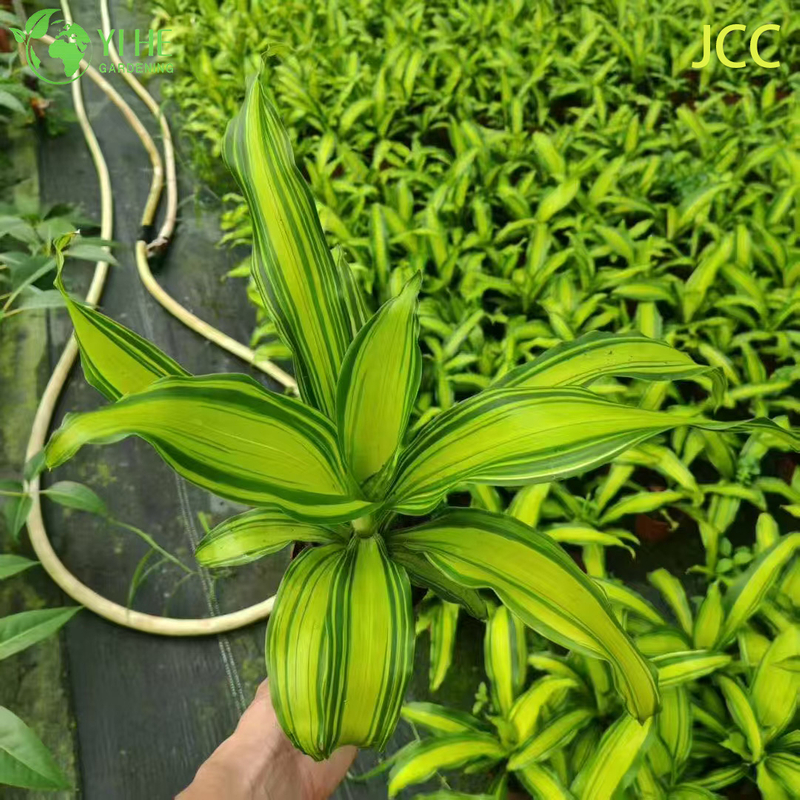 Exportation en gros de semis de feuillage tropical Golden Shine | Plants de plantes ornementales